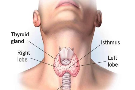 Thyroid