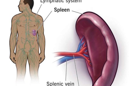 Spleen