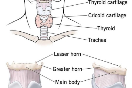 Hyoid Bone