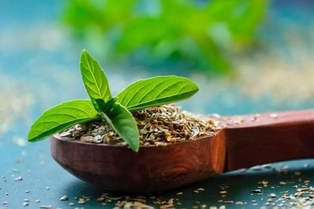 The Benefits of Holy Basil (Tulsi)