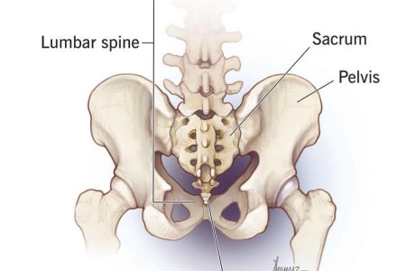 Coccyx (Tailbone)