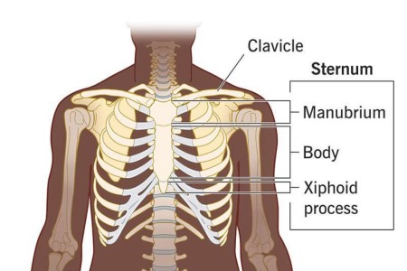 Sternum (Breastbone)