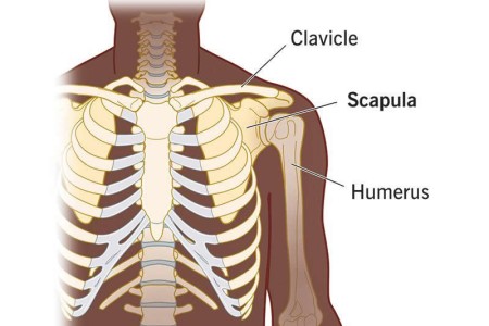 Scapula (Shoulder Blade)