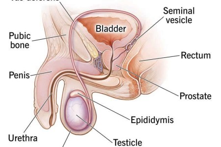 Scrotum