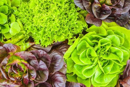 5 Health Benefits of Lettuce