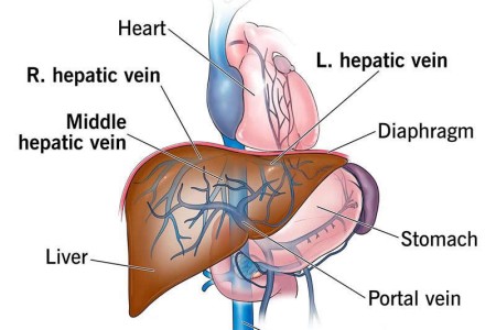 Hepatic Veins