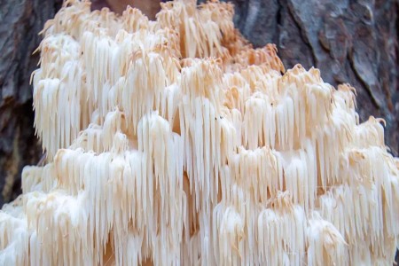 Health Benefits of Lion’s Mane Mushrooms