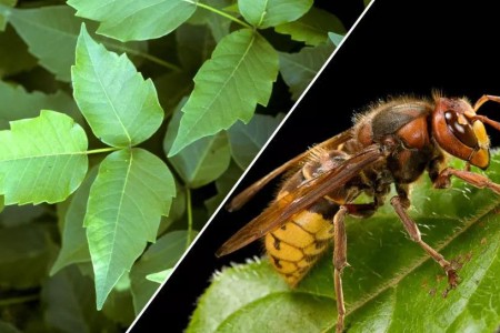 What It Means To Be Poisonous vs. Venomous