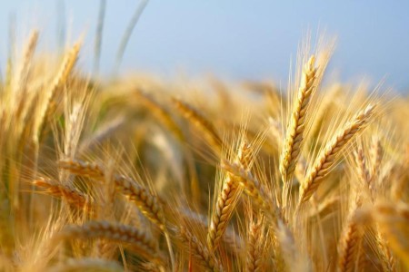 Bank on Barley for a Health Boost
