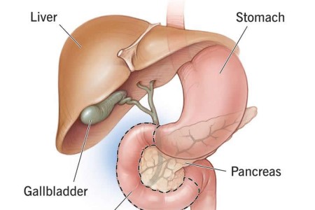 Duodenum