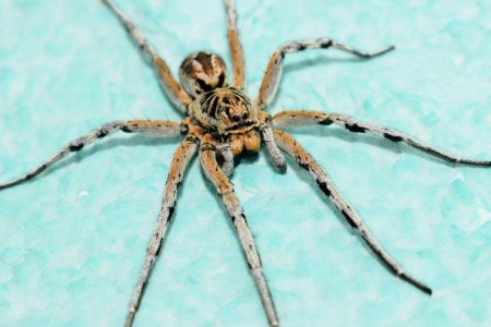 Wolf Spider Bite