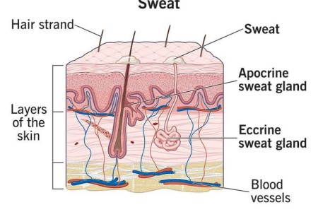 Sweat