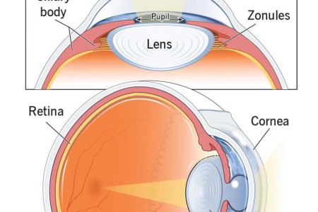 Eye Lens (Crystalline Lens)