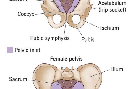 Pelvis