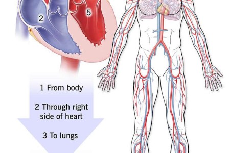 Circulatory System