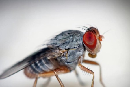 How To Get Rid of Fruit Flies for Good