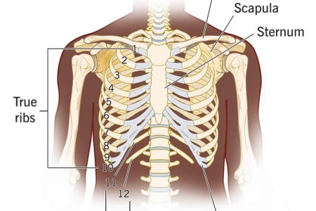 Rib Cage