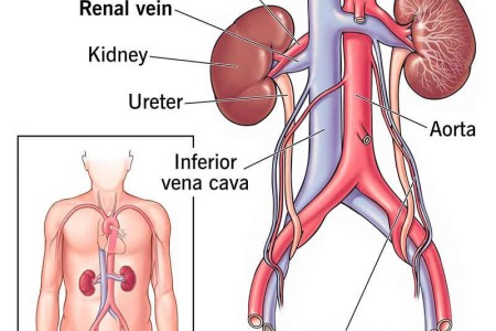 Renal Vein