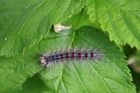 Can a Caterpillar Cause a Skin Rash?