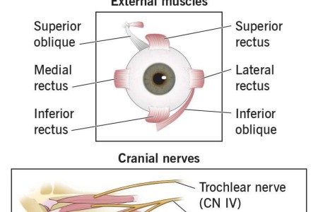 Eye Muscles