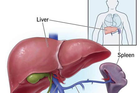 Splenic Vein