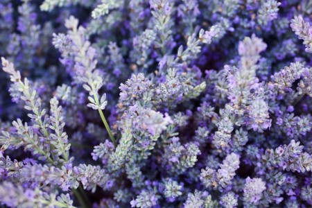 6 Lavender Benefits and How To Use It