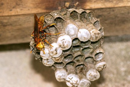Paper Wasp Sting