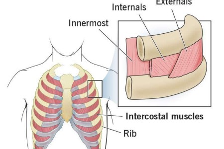 Intercostal Muscles