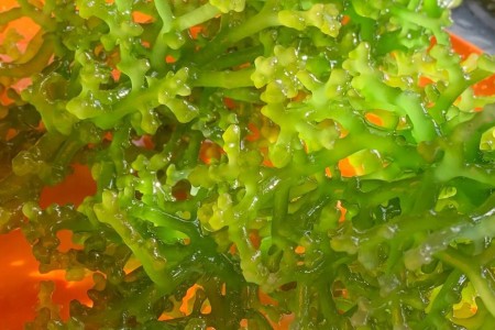 8 Potential Health Benefits of Sea Moss