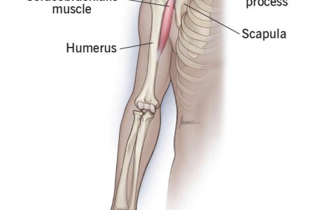 Coracobrachialis Muscle
