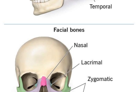 Skull Anatomy