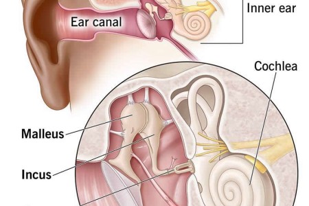 Ossicles