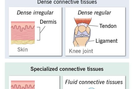 Connective Tissue