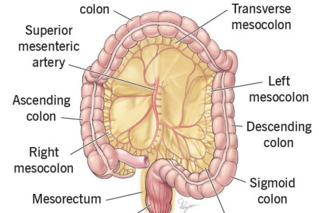 Mesentery