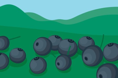 Black Currants: 4 Reasons This Bold Berry Belongs on Your Plate