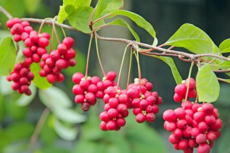 Schisandra: What It Is and What It Can (and Can’t) Do