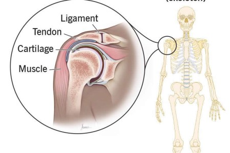 Skeletal System (Musculoskeletal System)