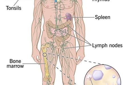 Immune System