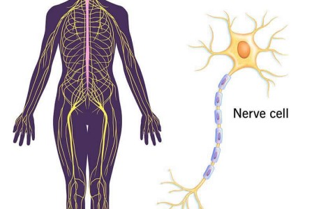 Nervous System