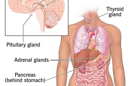 Endocrine System