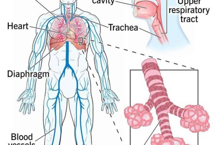 Respiratory System