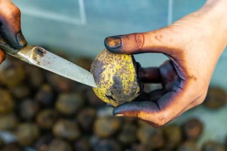 Why Black Walnuts Can Cause Your Hands to Be Stained and Blistered — and How to