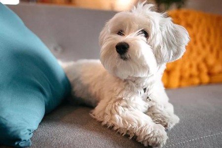 Are Any Dog Breeds Hypoallergenic?