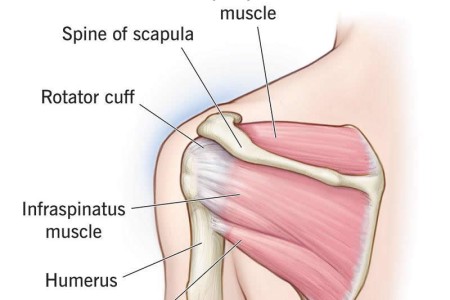 Rotator Cuff