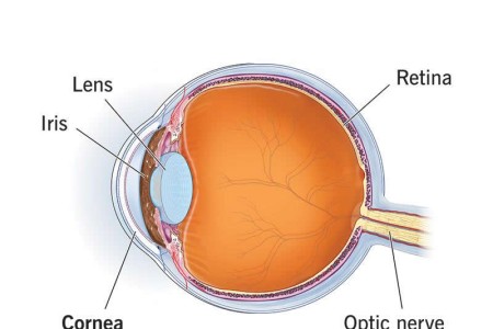 Cornea