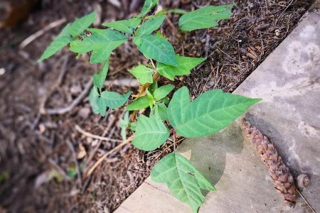 The Best Home Remedies for Poison Ivy