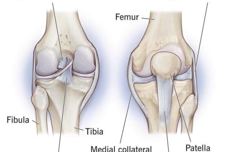 Knee Ligaments