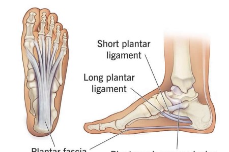 Foot Ligaments