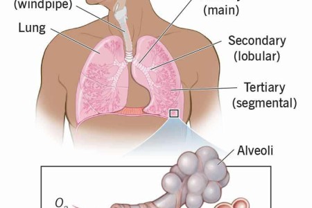 Bronchi