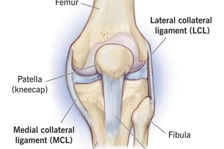 Ligament